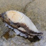 鮨匠 のむら - ㉒焚き黒鮑(佐賀県唐津産、摺りおろし大根6時間焚き)
      産卵は秋～冬、旬は初夏～夏
      6時間、大根を摺り卸した煮汁と日本酒で焚き込んだ黒鮑は、プルプルと軟らかくも弾力があり、磯の香りと旨みが拡がります