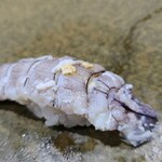 鮨匠 のむら - ⑳クリスタル蝦蛄(鹿児島県出水産)
      先程まで生きていた茹で立てならではの
      甘み、海老と蟹の間のようなやや濃いめの旨み、シャリが合わさり酢の酸味が存在することでスッと円やかな印象に変わります