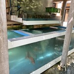 旅館山翠 - イケスは70トン