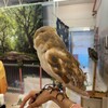 フクロウのみせ - 