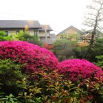 京味 もと井 - 庭にピンク色のツツジが綺麗に咲いています。