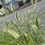 レイドバックバーガー - 