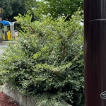 レイドバックバーガー - 車道の側溝に生えた河原欅も随分立派になってしまい、いずれまたバッサリ伐採されてしまう運命^_^