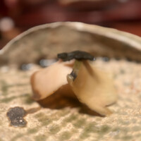神楽坂 石かわ - 