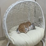 リルミルフィー - 