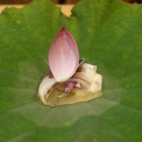 にくの匠 三芳 - 