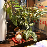NIBOSHI MANIA - カウンター隅の植物と置物(蟹もある)。煮干しの段ボール箱に圧迫されている
