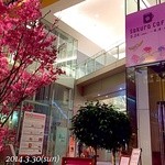 丸の内カフェ ease - 期間限定の丸の内Sakura Cafe