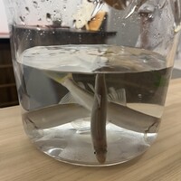 日本料理 久丹 - 