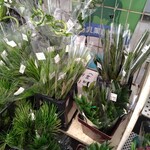 フレッシュ・クラブ - 神棚用の榊もありました