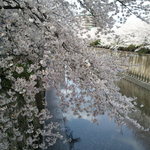 アンティーカ・トラットリーア・ノスタルジーカ - (2014年4月再訪)目黒川の桜の饗宴だ♪