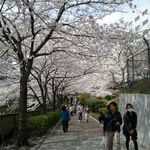 アンティーカ・トラットリーア・ノスタルジーカ - (2014年4月再訪)目黒川脇の遊歩道♪