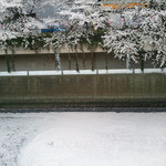 アンティーカ・トラットリーア・ノスタルジーカ - (2014年4月再訪)目黒川の花吹雪♪