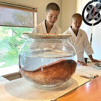 日本料理 別府 廣門 - 佐伯産の巨大な真鯛