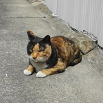 尾花 - 近所ではネコちゃんがひなたぼっこ