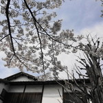 尾花 - 大きな櫻が覆い被さるようにみえますね