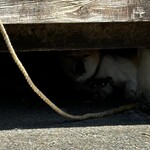 串焼き BUBU-TON - 