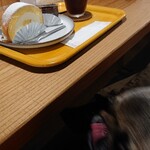 お菓子とくつろぎとこむぎさん - 諦めるこむぎさん