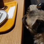 お菓子とくつろぎとこむぎさん - 見つめるこむぎさん