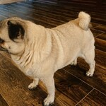 お菓子とくつろぎとこむぎさん - そばにきたこむぎさん