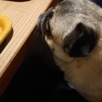 お菓子とくつろぎとこむぎさん - プチシューの匂いに釣られるこむぎさん