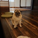 お菓子とくつろぎとこむぎさん - 座り方がかわいいこむぎさん