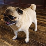 お菓子とくつろぎとこむぎさん - こむぎさんかわいい