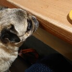 お菓子とくつろぎとこむぎさん - 注意書き通り、物欲しそうに見つめるこむぎさん