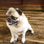 お菓子とくつろぎとこむぎさん - そばで座るこむぎさん