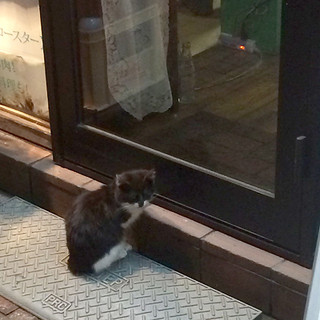 Juu Jouno Yakiniku Itsumono Tokoro - 夜になると、寒さに耐えかねた子猫が、当店のライトで体を温めに来ます。