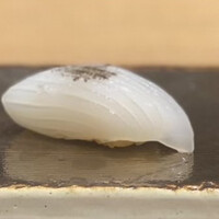 鮨 青海 品川店 - 