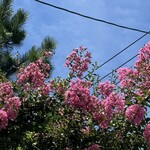 JiProign - そば屋さんの角のサルスベリが満開に