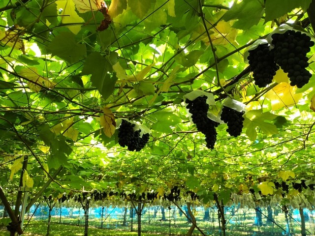 天童観光果樹園 - 高瀬（その他）の写真