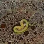 麺屋 よしの - ネギ❤︎