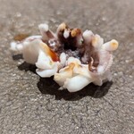 鮨 なかや - 新イカゲソ（サービス？）