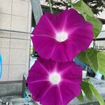 弁当･懐石の店 柳澤 - 朝顔弁当なので我が家の朝顔を（笑）