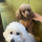 evergreen cafe restaurant EBISU - 