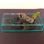 Simplicité - ランチコース 12100円 の白海老ソブラサーダ／フロマージュドテット