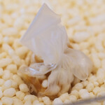 Simplicité - ランチコース 12100円 の白味噌を使ったチョコレート