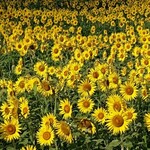 ラーメン金子 - 