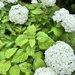 ガーデンレストラン 風舎 - 