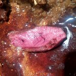 ラチュレ - 茨城産窒息鴨