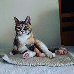 ドミノピザ - ちっちゃいももたん