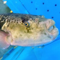 道頓堀 治兵衛 - 