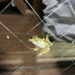 民宿 くじら - 夜はカエルが遊びにきた