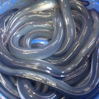 青うなぎコース 竹 コジマヤ本店 金指 うなぎ 食べログ