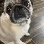 お菓子とくつろぎとこむぎさん - 