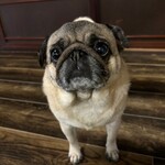 お菓子とくつろぎとこむぎさん - 