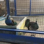 手打うどん　源内 - 