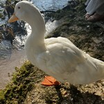 シャーレ水ヶ浜 - 